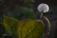 Vigna unguiculata subsp. unguiculata